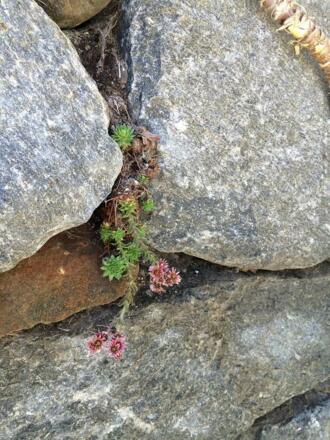 Steinmauer Blume