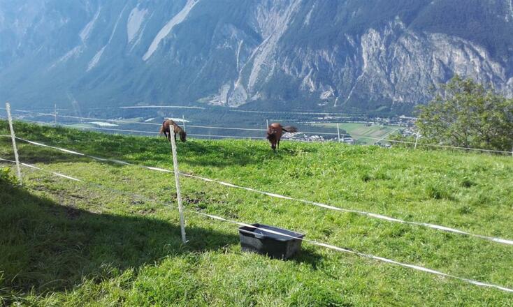 Tiere auf unserem Hof