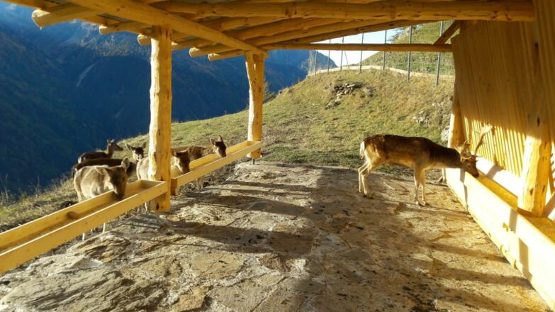 Futterkrippe für unser Damwild