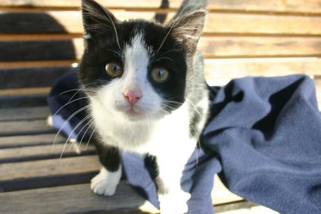 Katze vom Michelas Hof