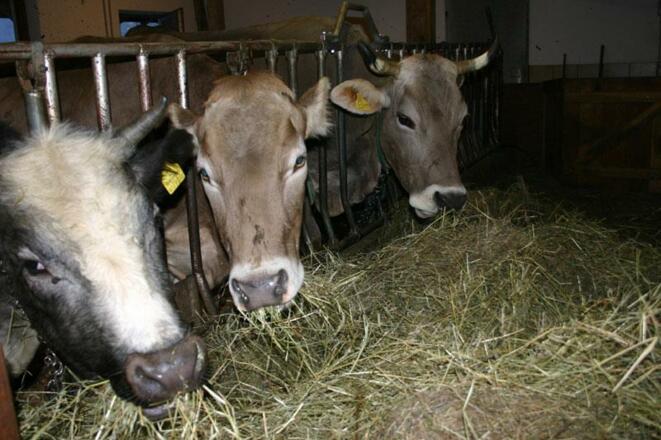 Bauernhof - unsere Mitbewohner