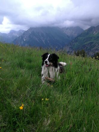Hunde sind Herzlich Willkommen
