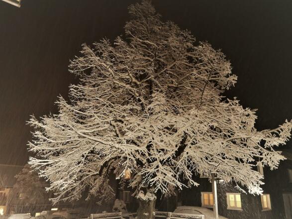 Die Dorflinde von Raggal