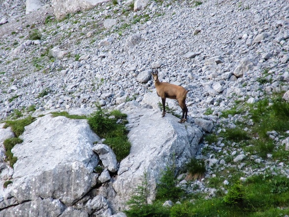 Gams im nahe gelegen Watzmannkar