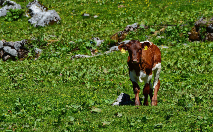 Ein Pinzgauer Kalb auf der Regenalm im Nationalpark Berchtesgaden