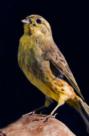 Goldammer