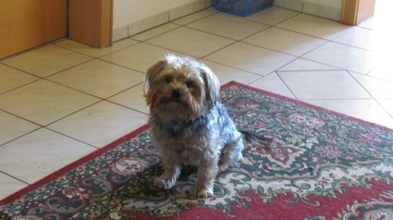 Hunde auf Anfrage 16.07.37 Kopie