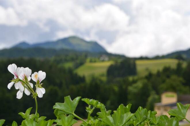 Blumen