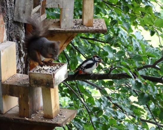 Haus Helga Stocker, Eichhörnchen und Specht