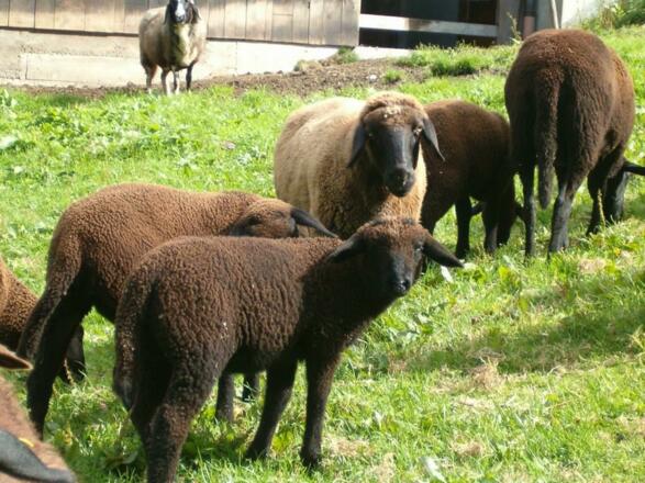 Haus Stocker Jura Schafe