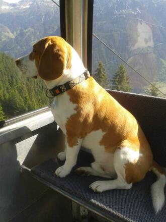 Haushund "Mephisto"