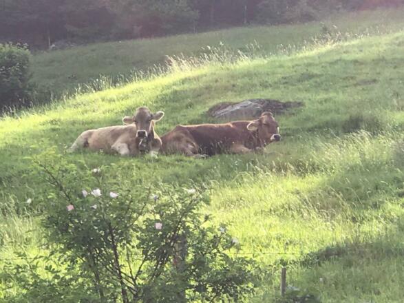 Kühe-Kleinwalsertal-Wandern