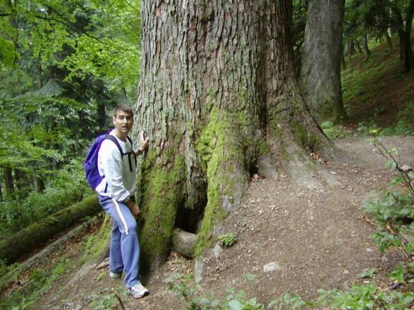 Urwald