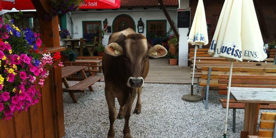 Kuh auf Terrasse