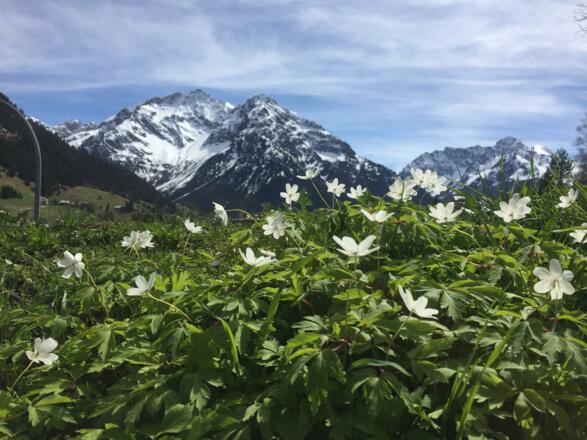 Fruehling @Kleinwalsertal Tourismus eGen (21)