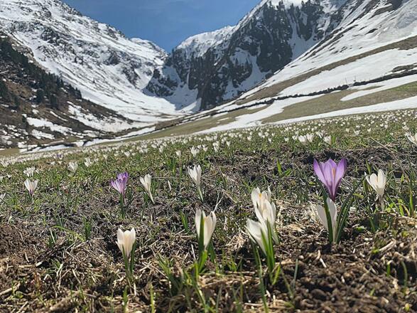 BESUCHSALM APRIL 2020