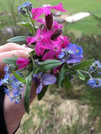 KRANEREBEN APRIL 2020