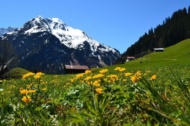 Fruehling Blumen @Kleinwalsertal Tourismus eGen (5