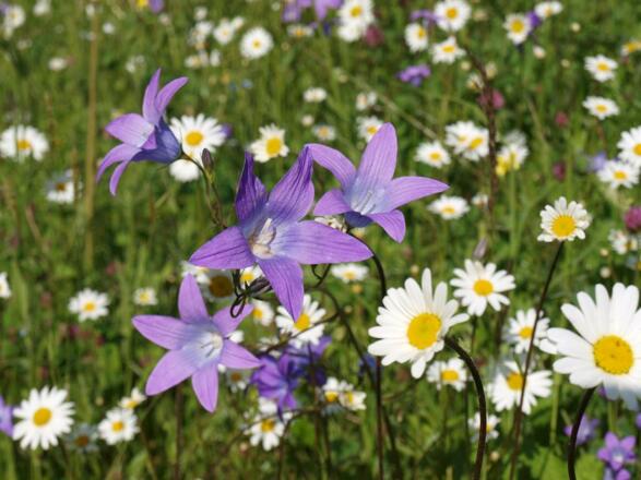 Bilder Mondial und Kirchbrücke von Ernst 037