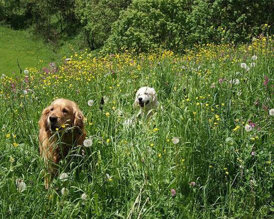 Hunde sind bei uns willkommen und wohnen GRATIS U