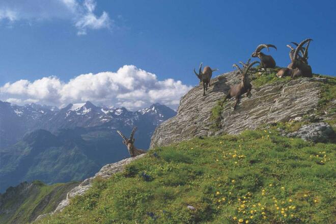 Appartement Elisabeth Bild