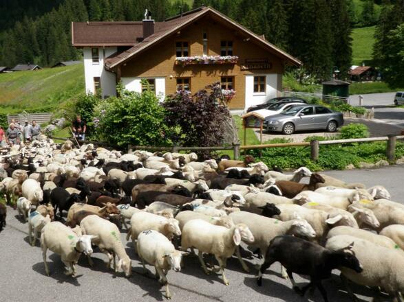 Schafauftrieb ins Auenfeld