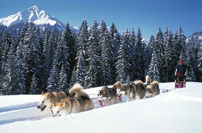 Kleinwalsertal Huskys Edwin Rief