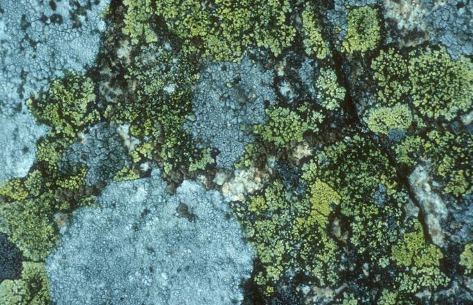 Landkartenflechten - Flechten besiedeln als Erste die Steinblöcke