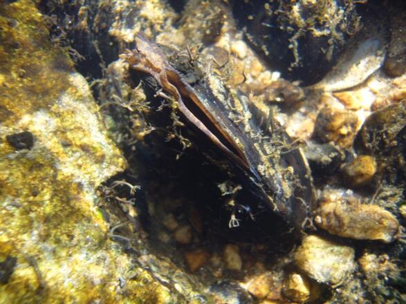 Flussperlmuschel