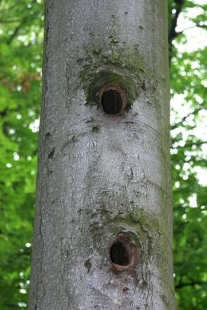Alte Bäume können als Wohnungen genutzt werden