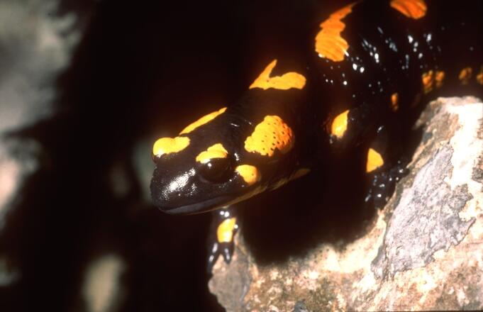 Feuersalamander