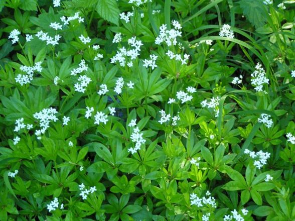 Waldmeister