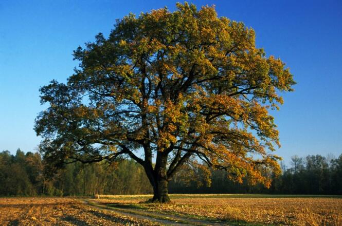 500-jährige Eiche