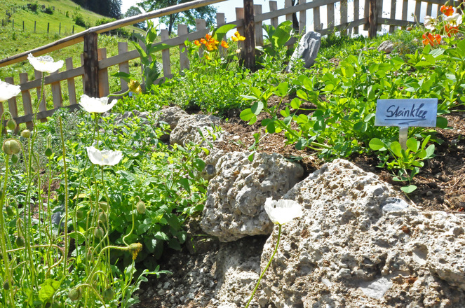 Kräuter und Blumen