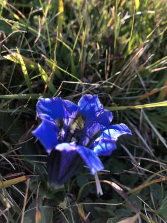 Tschengla Enzian🌸☀️⛰✨