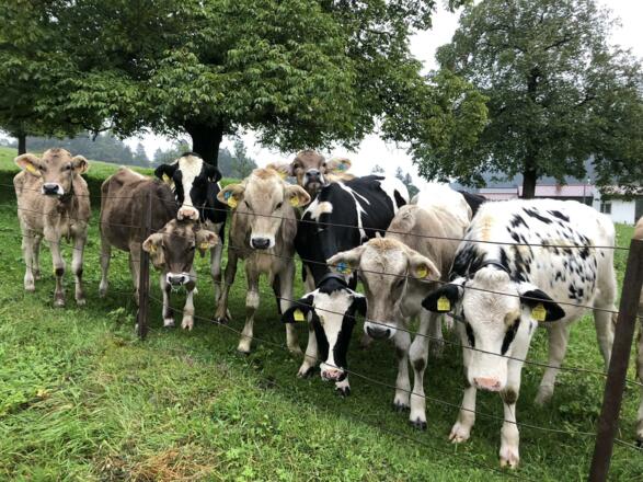 Alpenleben..😃🐮🐄..🏔☀️Natur pur👌🏻