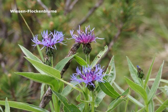 Wiesenflockenblume
