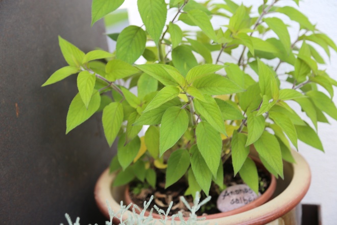 Kräuterweg "Probiar Amol" - Pension Valbella