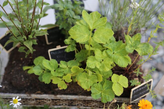 Kräuterweg &quot;Probiar Amol&quot; - Sabine Kössler