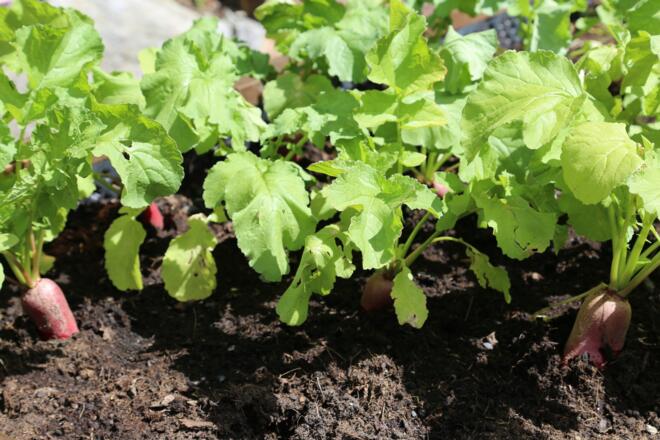 Kräuterweg "Probiar Amol" - Hotel Zerres