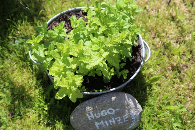 Kräuterweg "Probiar Amol" - Tajana Riegler