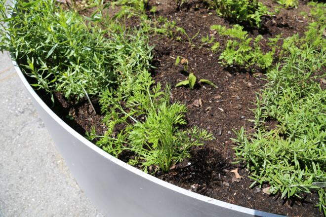 Kräuterweg "Probiar Amol" - Hotel Zerres