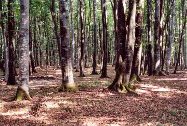 Buchenwald