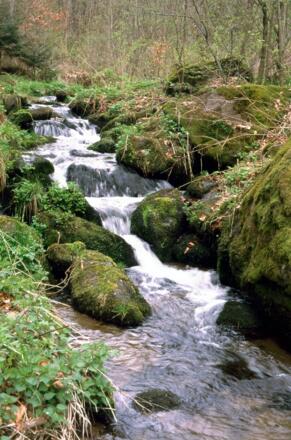 Naturnaher Bachlauf