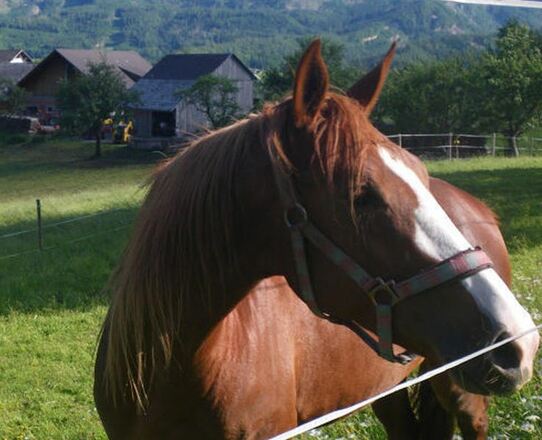 Reithof Saukogel