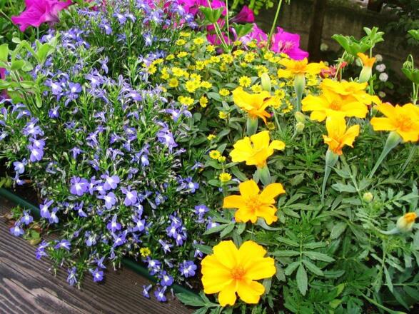 Ein Blumengruß aus unserem Garten