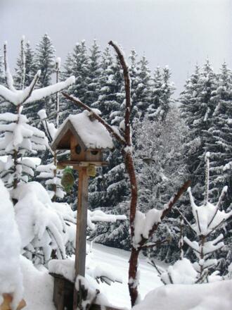 Auch die Vögel futtern gerne auf der Tulfer -Hütte