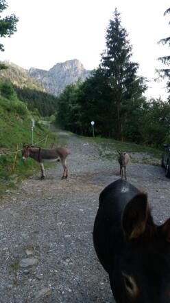 Blick vom Parkplatzende zum Goppenschrofen.