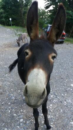 Interessiert? Neugierig? Lästig?