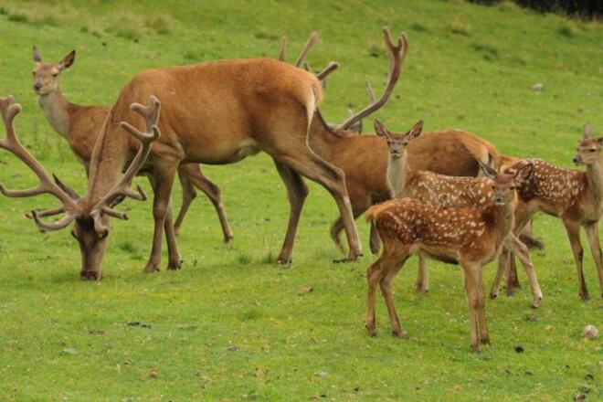 Wildgehege Maria Alm